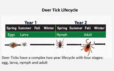 Kill Larval Ticks that Hatch in July with Thermacell Tick Control Tubes